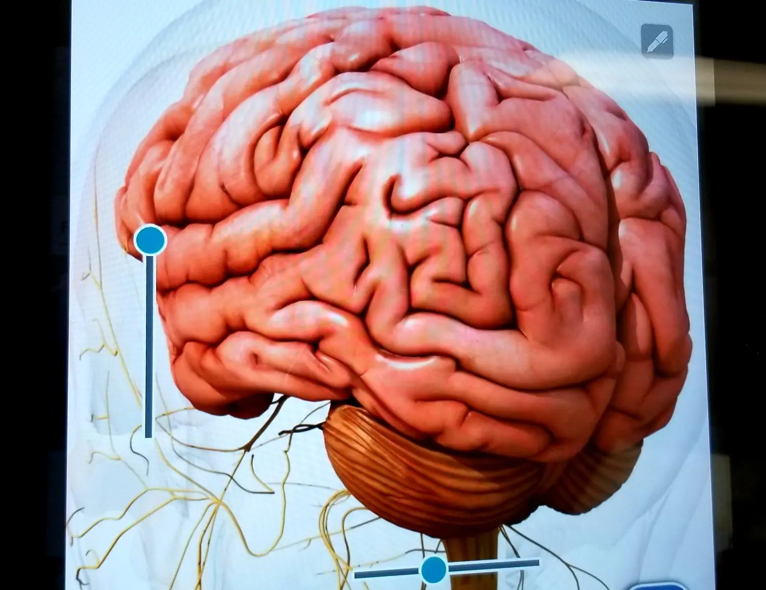 Neurodydaktyka w praktyce - jak skutecznie się uczyć